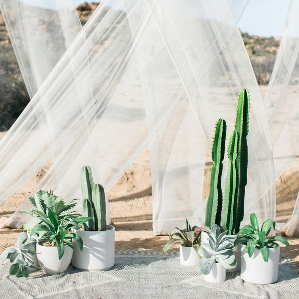 Cacti and Succulent Wedding Backdrop