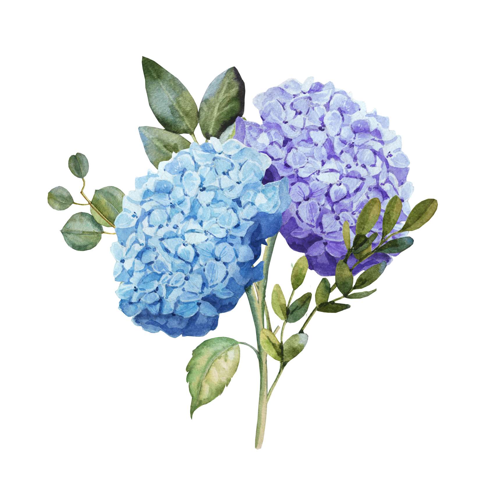 Hydrangeo
