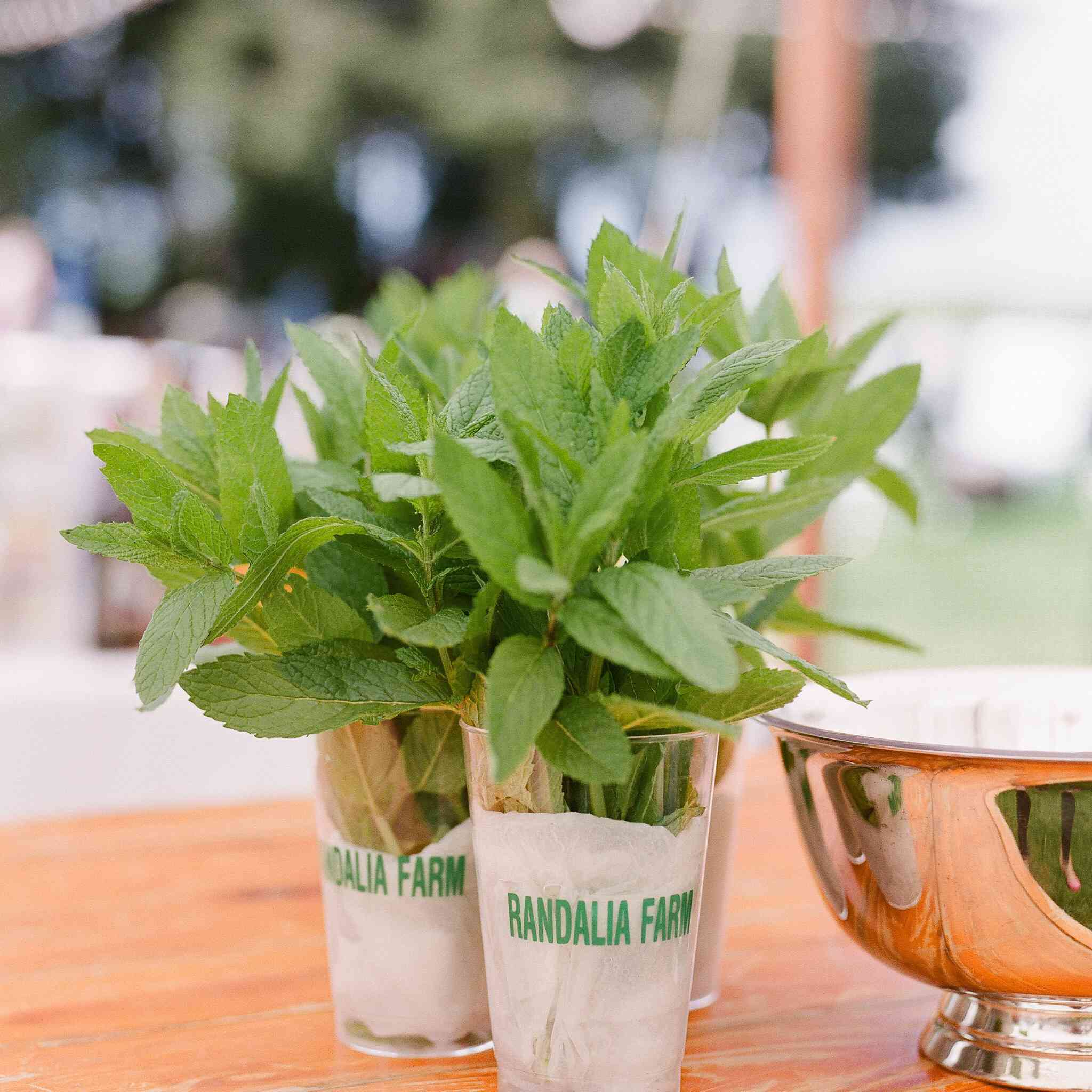 特写镜头在植物上