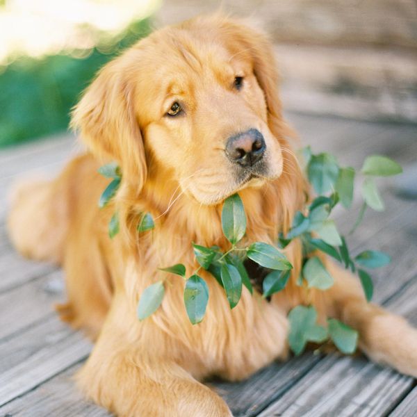 草木花环狗“class=