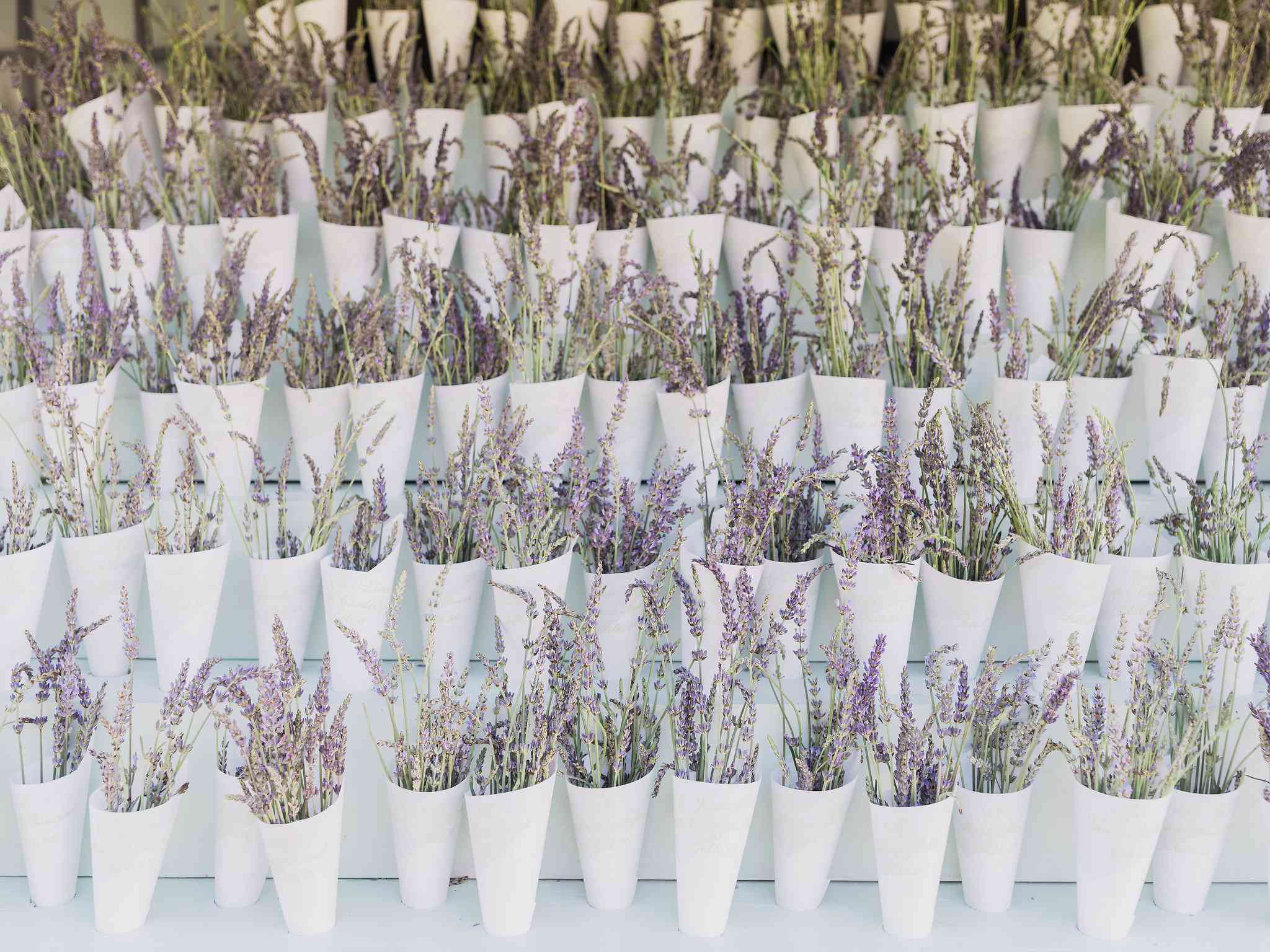 薰衣草护送卡片