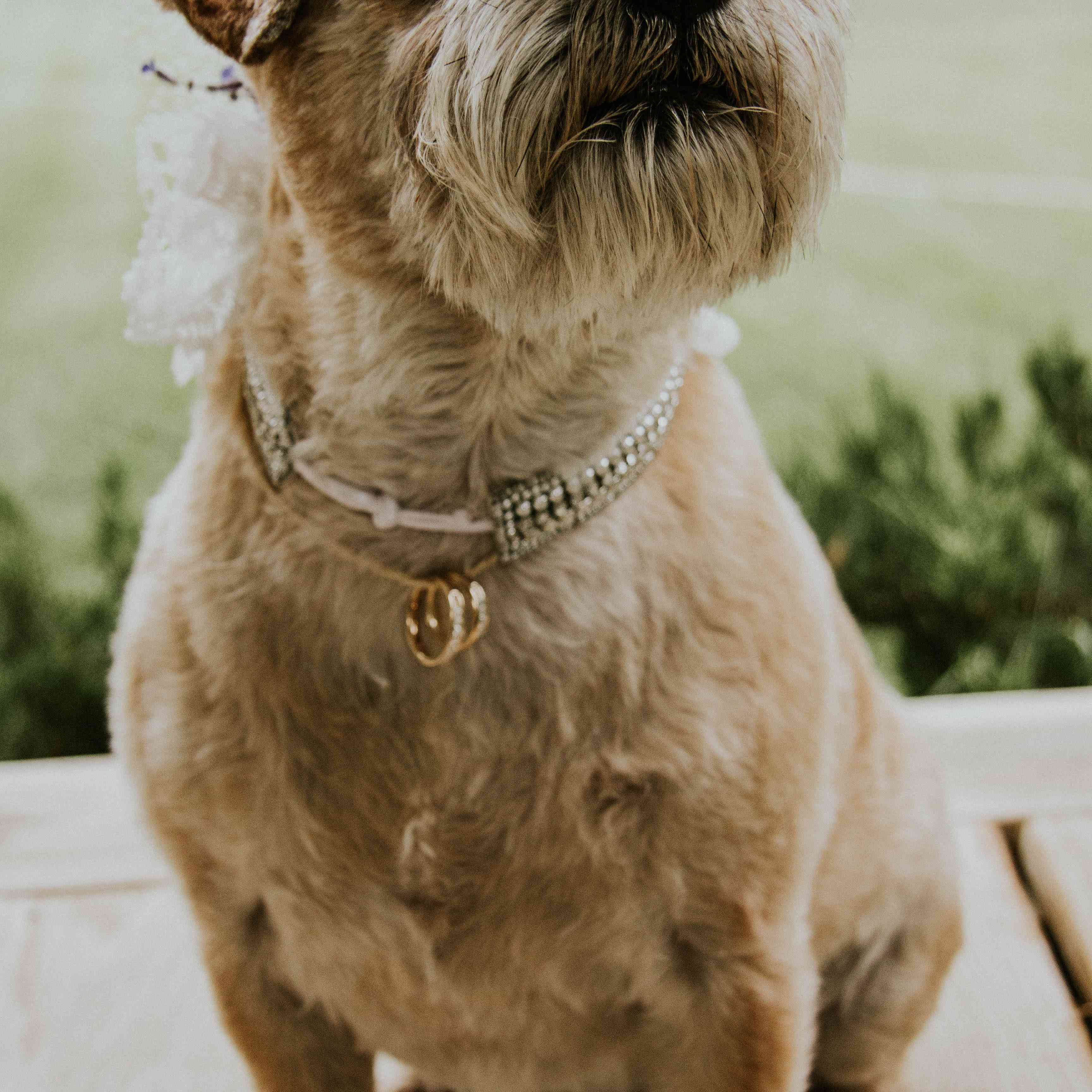 牵着结婚戒指的狗