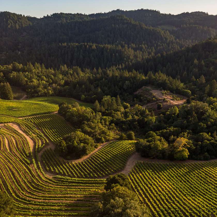 公吨。瓦伯葡萄园