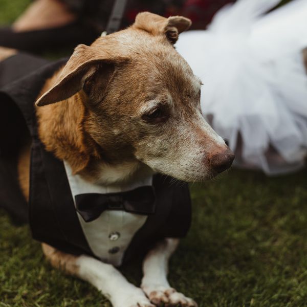 < / p > < p >新郎的狗