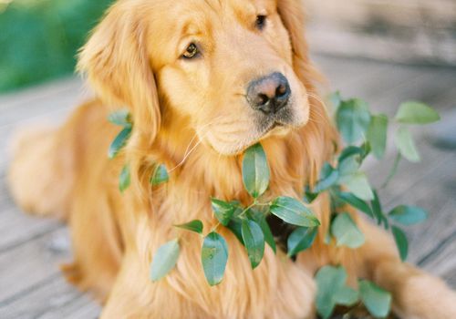 狗与绿化花圈