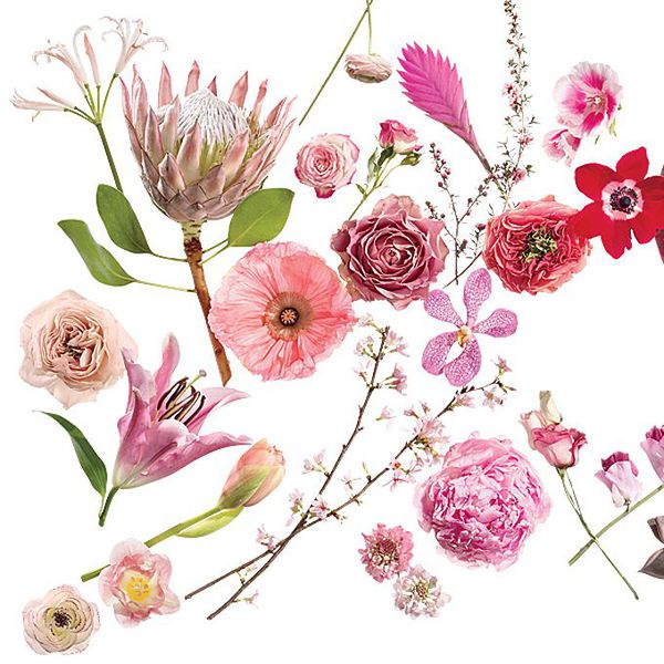 粉红色的花术语表