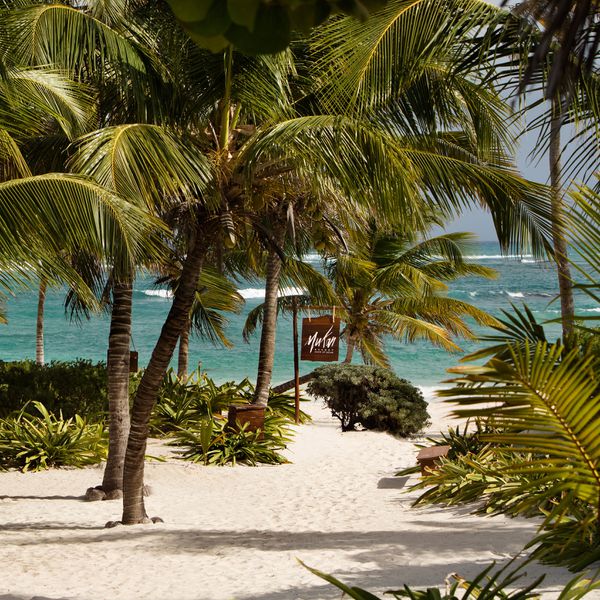 墨西哥海滩上的棕榈树