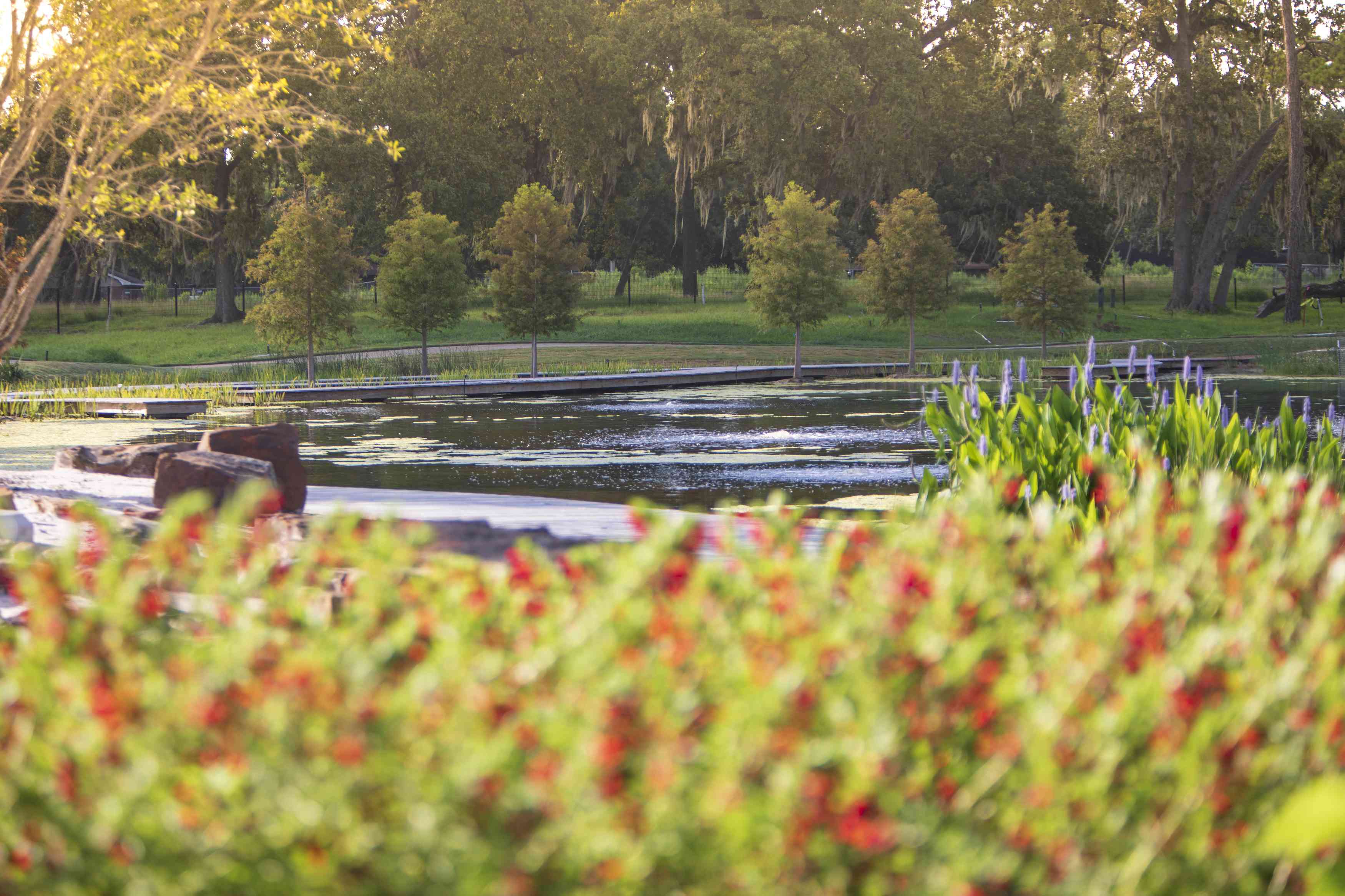 休斯顿植物园池塘的景色