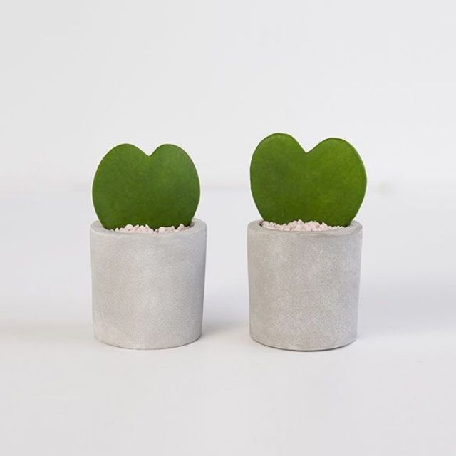 一对霍亚心肉质植物