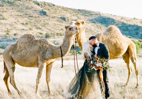新娘和新郎骑骆驼
