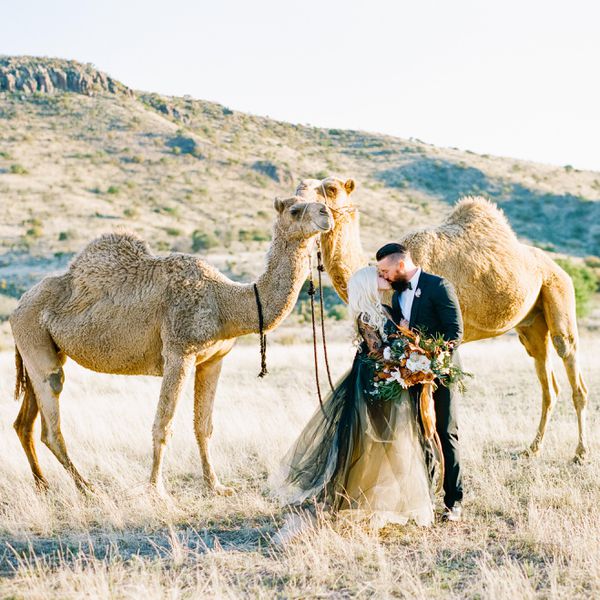 新娘和新郎与骆驼