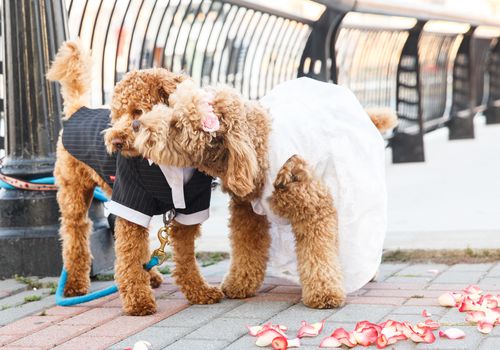 两只狗穿着婚礼服装拥抱
